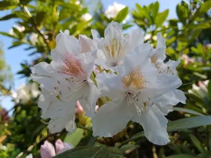 白杜鹃开花图片 白杜鹃开花图片