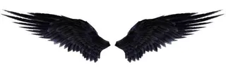 翅膀 PNG免抠
