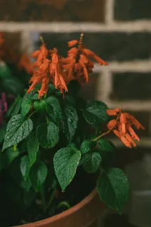 植物一串红图片 植物一串红图片