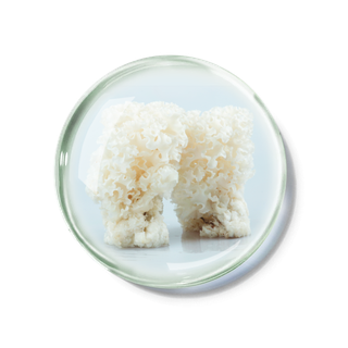 化妆品产品成分—绣球菌 免抠图