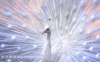 白色羽毛孔雀摄影素材