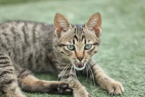 虎斑小猫图片 虎斑小猫图片