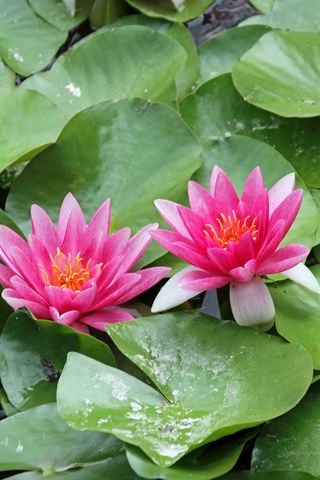 美丽粉色睡莲素材