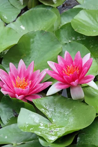 美丽粉色睡莲素材