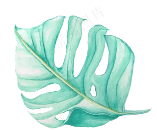 水彩插画-树叶4