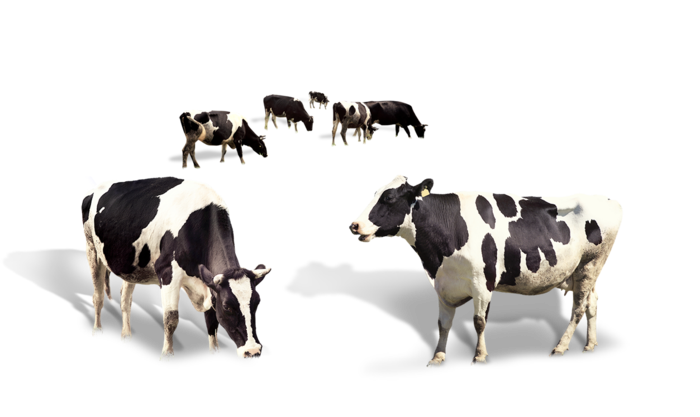 免抠奶牛，一群奶牛，黑白，动物，牛奶