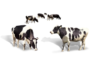 免抠奶牛，一群奶牛，黑白，动物，牛奶