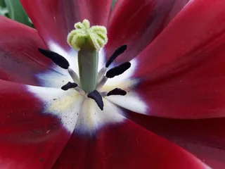 郁金香花蕊特写图片