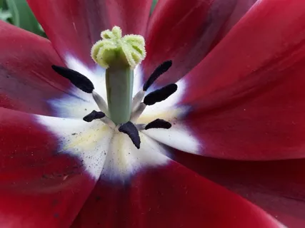 郁金香花蕊特写图片 郁金香花蕊特写图片