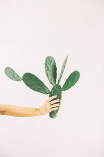 绿色仙人掌仙人球摄影素材