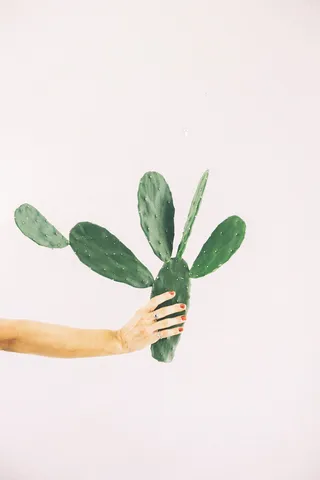 绿色仙人掌仙人球摄影素材