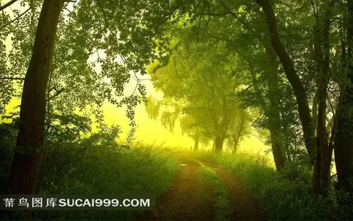 夏天清晨森林中隐秘在雾中的小路