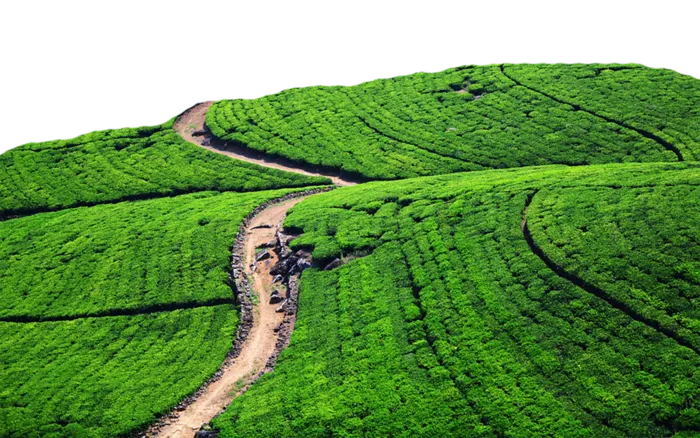 茶叶山现代农业