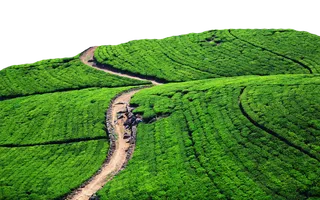 茶叶山现代农业