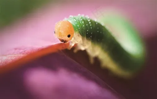 毛毛虫高清图片 毛毛虫高清图片