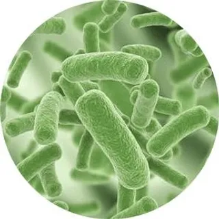 细菌 PNG免抠