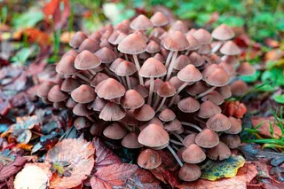 秋季森林小蘑菇图片