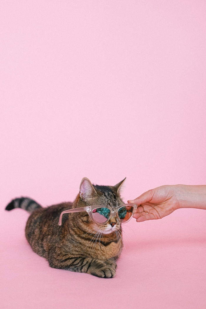 可爱猫咪猫猫摄影素材