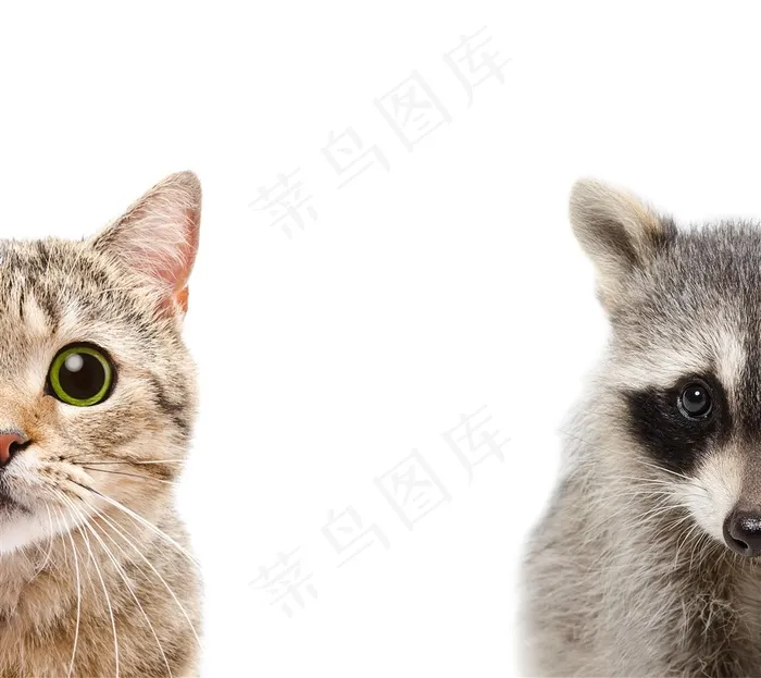 可爱的宠物小猫小浣熊动物高清图片