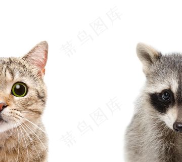 可爱的宠物小猫小浣熊动物高清图片