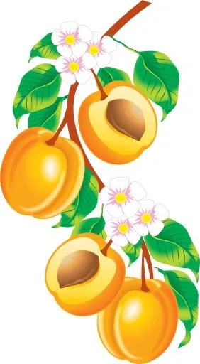 桃子 PNG 图像免抠(1904x3449)