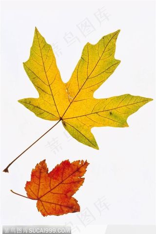 叶片标本（黄枫叶）