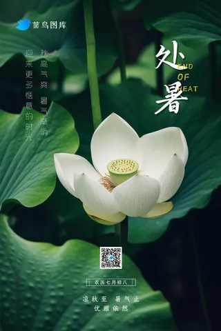 处暑白莲花绿色意境简约节气海报