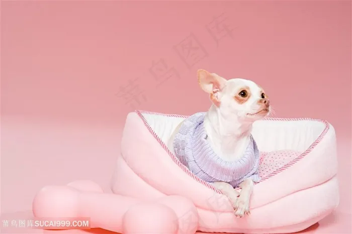 高清粉色背景斗牛犬狗狗图片