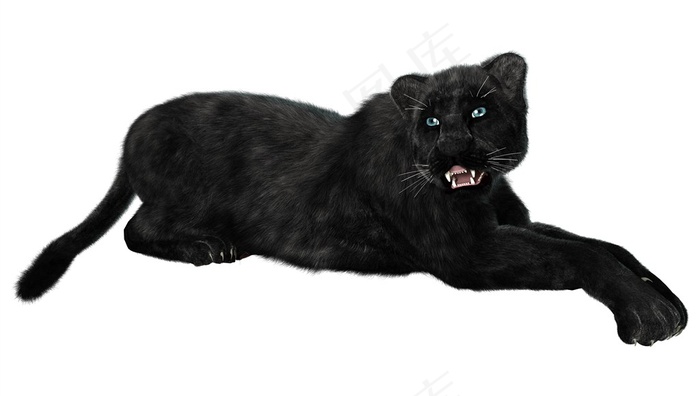 一只纯黑色躺着的黑豹