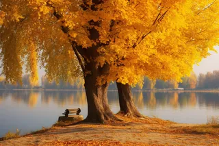 秋天湖边树下的座椅摄影图