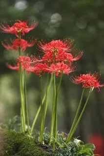 彼岸花唯美意境图片