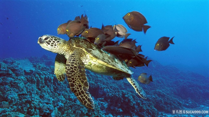 海底美景海龟壁纸