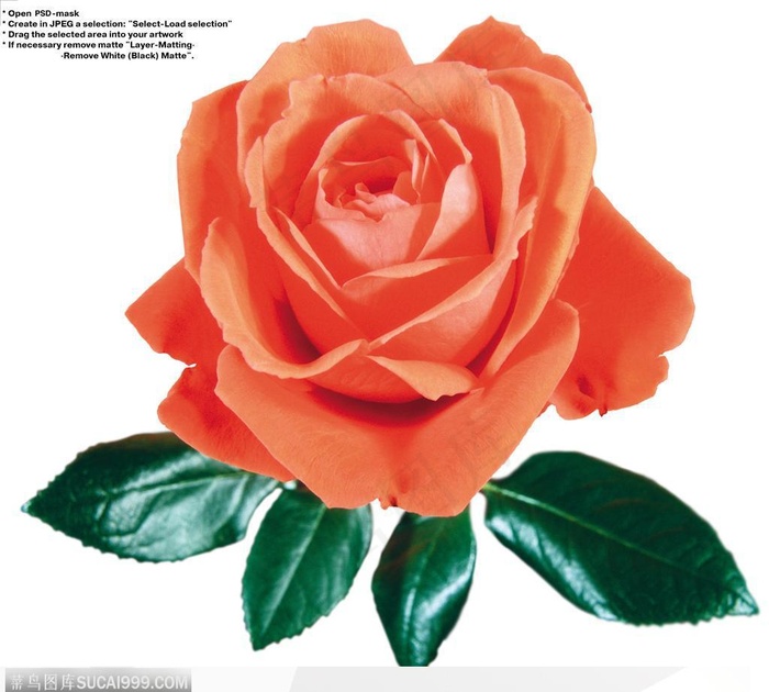 玫瑰花束-红色玫瑰花