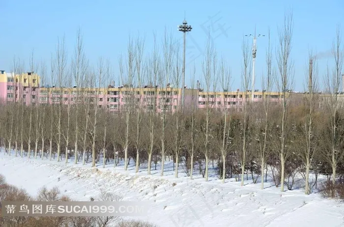 雪地上枯萎的小树