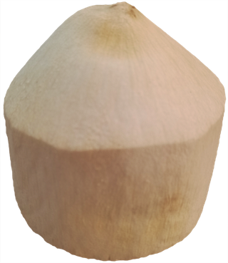 椰青椰子实拍元素素材免抠摄影