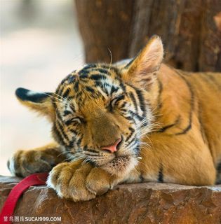 动物世界-趴着的小老虎 动物世界-趴着的小老虎