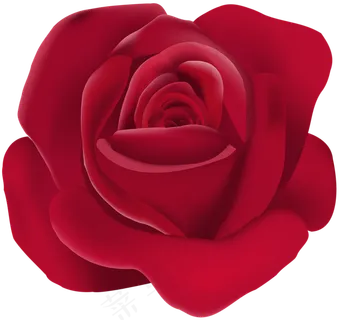 玫瑰 红色 红玫瑰 玫瑰花 花朵 鲜花特写 免抠