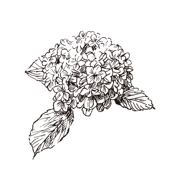 线条草本花卉手绘植物-八仙花