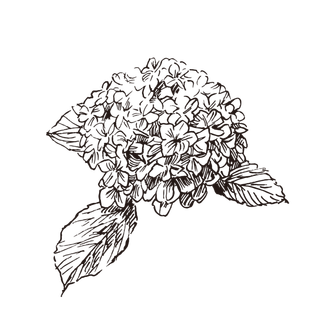 线条草本花卉手绘植物-八仙花