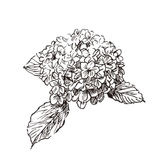 线条草本花卉手绘植物-八仙花