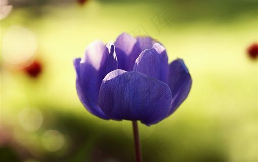 唯美鲜花高清摄影图片