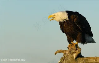 高清站在树桩上的白头鹰图片
