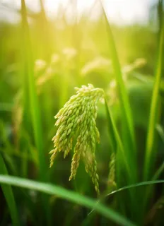 小麦麦穗稻穗摄影图素材背景