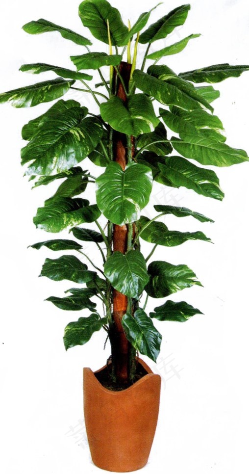 室内绿植绿萝