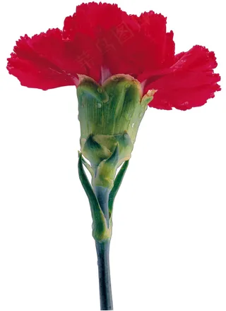 一束康乃馨图片下载
