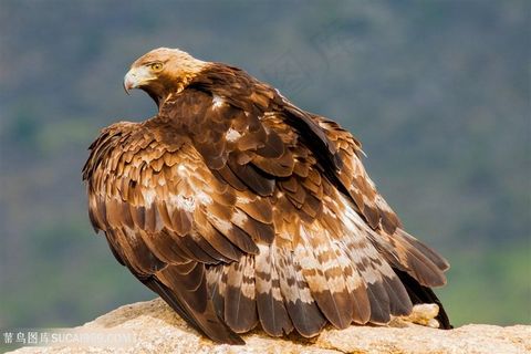高清站在石头上的老鹰图片