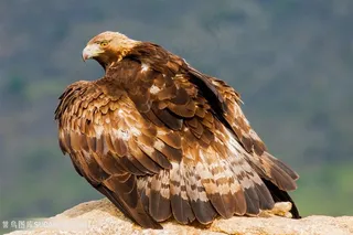 高清站在石头上的老鹰图片
