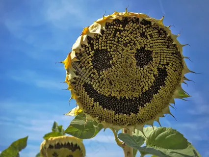 向日葵花盘特写图片 向日葵花盘特写图片