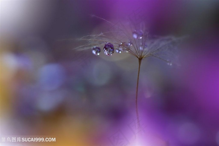 唯美水珠蒲公英鲜花图片