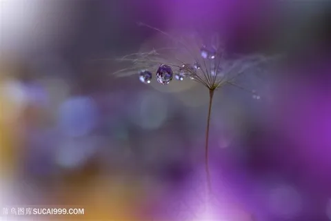 唯美水珠蒲公英鲜花图片 唯美水珠蒲公英鲜花图片